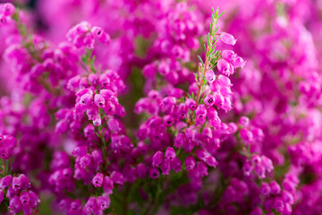 Plant erica gracilis.