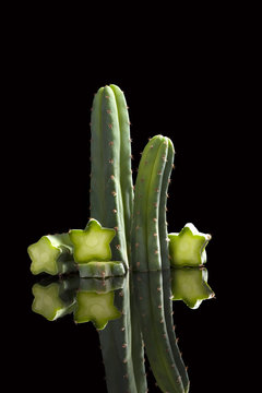 San Pedro Cactus.