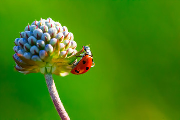 A ladybug on the flower. © Taras