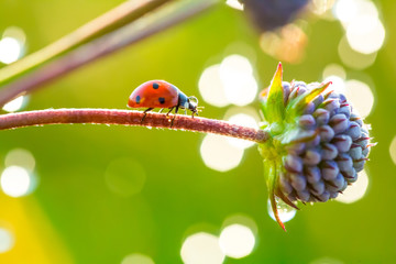 A ladybug on the flower. © Taras