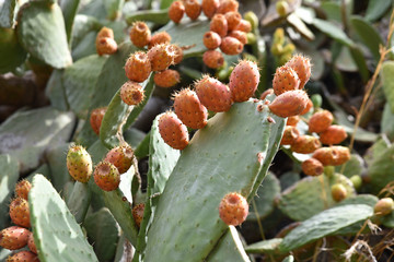 Figues de barbaries en été dans le cap Corse