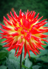 Red dahlia flower, Beautiful bouquet or decoration from the garden