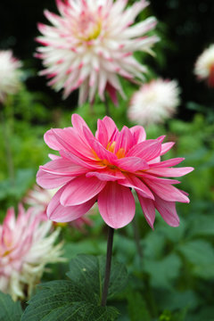 Pink rose dahlia flower, Beautiful bouquet or decoration from the garden