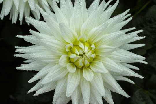 White dahlia flower, beautiful bouquet or decoration from the garden