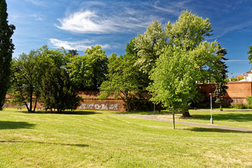 Green park with tall trees