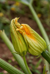 Mort&aacute;gua, Portugal