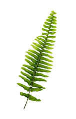 Boston fern leaves isolated on white background