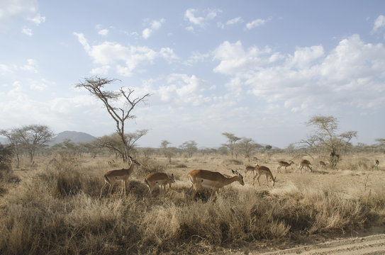 Africa, gazzelle, pascolo, safari, Tanzania, Serengeti, savana, steppa, paesaggio