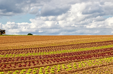 Feld mit Reihen von bunten  Salatpflanzen 