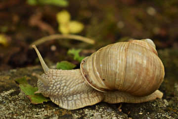 Weinbergschnecke frisst Blatt