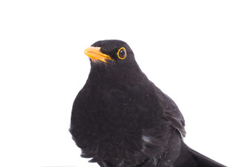 Obraz premium portrait blackbird