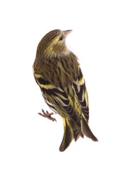 female siskin