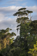 Floresta (paisagem) | Forest Landscape photographed in Linhares, Espírito Santo - Southeast of Brazil. Atlantic Forest Biome.