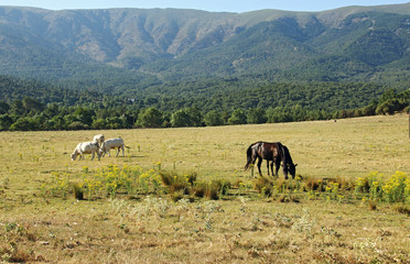 Fototapeta na wymiar wild horses in the field