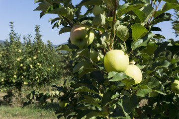 Apples are on branches