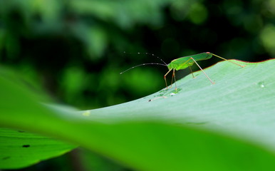 Green grasshopper on banana leaves, with drops of water in the morning.