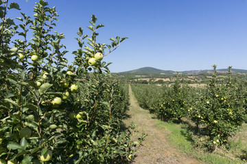 Apple garden