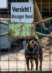 Bissiger Hund