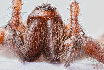 Extreme close up of the head of Domestic House Spider (Tegenaria domestica)