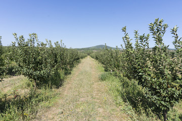 Obraz premium Apple garden