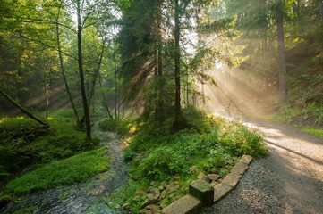 Sun rays in the woods