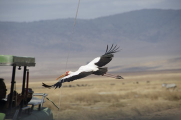 Fototapeta premium Africa, uccello, safari, Tanzania, Serengeti, savana, steppa, volo, jeep, ali
