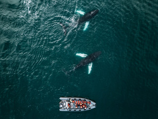 Whale watching in Iceland - a zodiac boat with people wearing red vests watching a school of humpback whales
