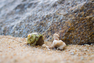 Hermit Crab on a beach