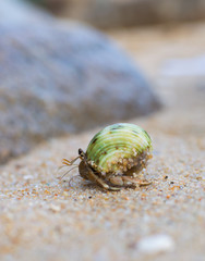 Hermit Crab on a beach