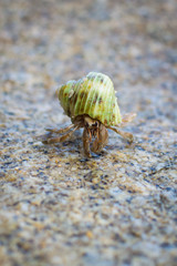 Hermit Crab on a beach