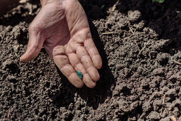 An elderly man planting seeds in the garden