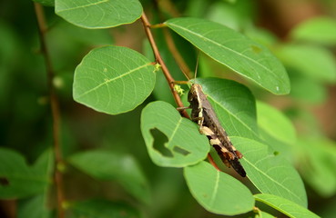 Brown grasshopper on a leaf with green background nature.