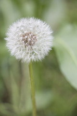 Beautiful white dandelion