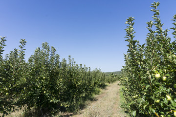 Fototapeta na wymiar Apple garden view