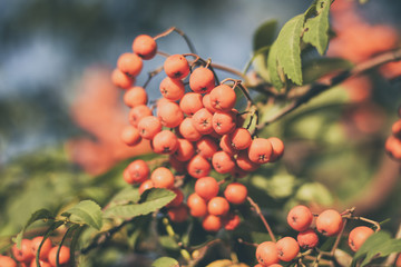 Autumn close-up view on red rowan tree berries on green branch in bright sunlight.