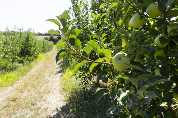 Apples are on branches