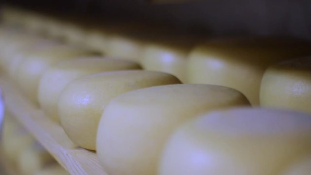 Maturing Pecorino Cheese