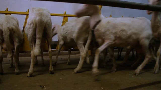 milking sheep