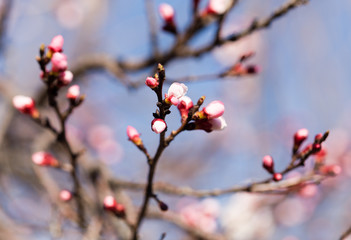 beautiful flowers on apricot branches in nature