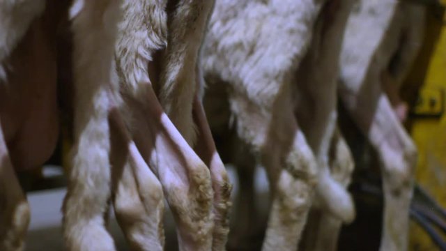 milking sheep