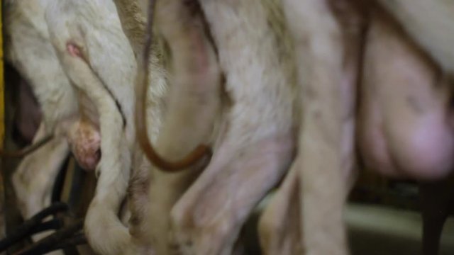 milking sheep