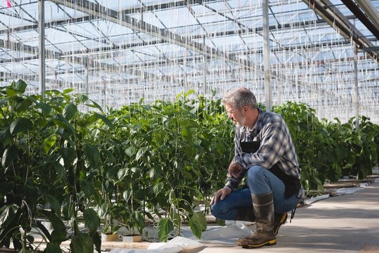 Man examining plant in greenhouse