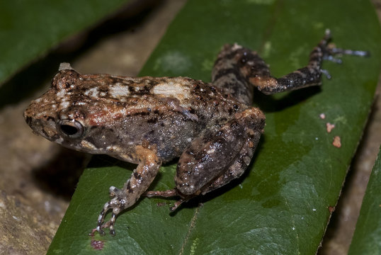 รูปภาพBoophis เลือกดูภาพถ่ายสต็อก เวกเตอร์ และวิดีโอ234 Adobe Stock