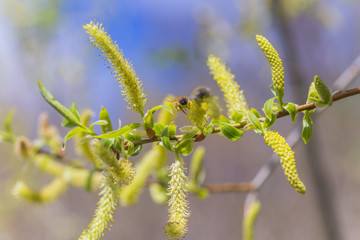 Risen blooming inflorescences male flowering catkin or ament on a Salix alba white willow in early...