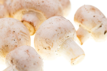 Mushrooms champignons on a white background