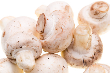 Mushrooms champignons on a white background