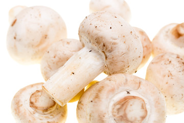 Mushrooms champignons on a white background