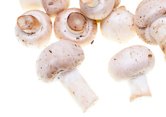 Mushrooms champignons on a white background