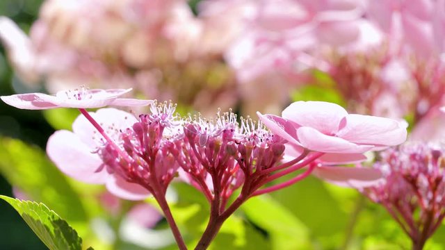 Wundersch&ouml;ne rosa Teller Hortensie im sanften Licht