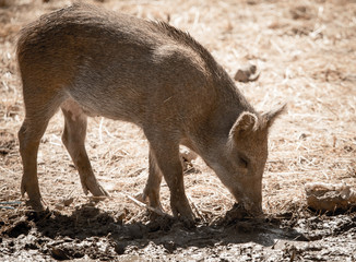 Fototapeta premium Wild boar in the zoo